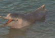 Cetacis. Dofí geperut de l'Atlàntic