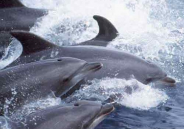 Cetacis. Dofí mular