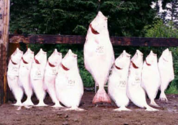Pesques del món : La llegenda del peix gegant