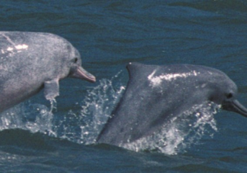 Cetacis. Dofí geperut de l'Indo-Pacífic