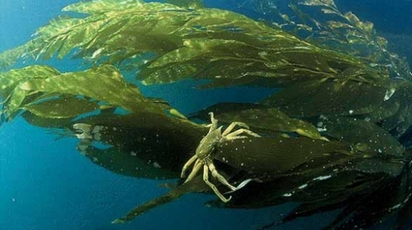 Un jardí sota el mar: el Kelp
